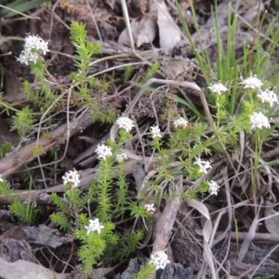 Asperula conferta (Common Woodruff) at Tuggeranong Hill - 11 Oct 2021 by michaelb