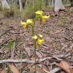 Diuris sulphurea (Tiger Orchid) - 1 Jan 1900 by jpittock