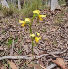 Diuris sulphurea (Tiger Orchid) at Yarralumla, ACT - 29 Oct 2021 by jpittock