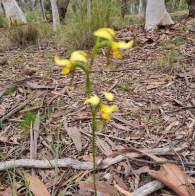 Diuris sulphurea (Tiger Orchid) at Stirling Park - 28 Oct 2021 by jpittock