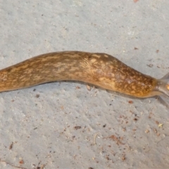 Limacus flavus (Yellow Cellar Slug) at Kambah, ACT - 9 Oct 2021 by HarveyPerkins