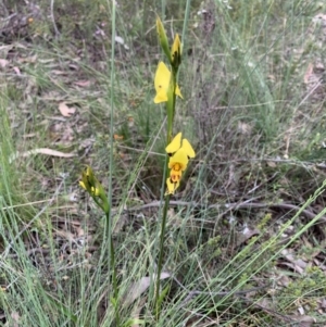 Diuris sulphurea at O'Connor, ACT - suppressed