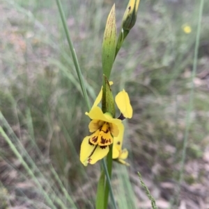 Diuris sulphurea at O'Connor, ACT - suppressed