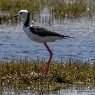 Himantopus leucocephalus (Pied Stilt) at Fyshwick, ACT - 29 Oct 2021 by rawshorty