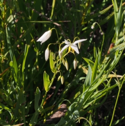 Stypandra glauca (Nodding Blue Lily) at Tennent, ACT - 27 Oct 2021 by BarrieR