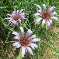 Tragopogon porrifolius subsp. porrifolius (Salsify, Oyster Plant) at Fyshwick, ACT - 28 Oct 2021 by RodDeb