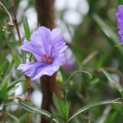 Solanum linearifolium (Kangaroo Apple) at Jerrabomberra Wetlands - 28 Oct 2021 by RodDeb