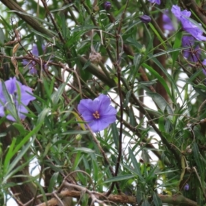 Solanum linearifolium at Fyshwick, ACT - 28 Oct 2021 11:54 AM