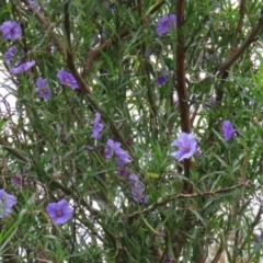 Solanum linearifolium at Fyshwick, ACT - 28 Oct 2021 11:54 AM