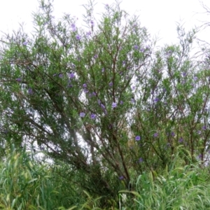 Solanum linearifolium at Fyshwick, ACT - 28 Oct 2021 11:54 AM