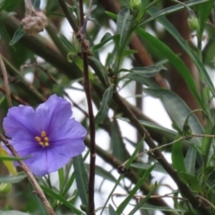 Solanum linearifolium at Fyshwick, ACT - 28 Oct 2021 11:54 AM