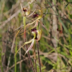 Caladenia parva (Brown-clubbed Spider Orchid) at Tennent, ACT - 28 Oct 2021 by BarrieR