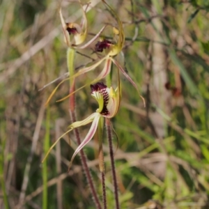 Caladenia parva at Tennent, ACT - 28 Oct 2021