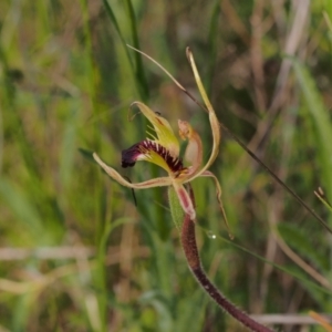 Caladenia parva at Tennent, ACT - 28 Oct 2021