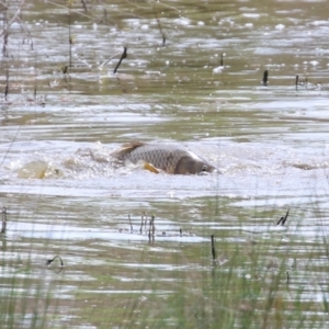 Cyprinus carpio at Fyshwick, ACT - 28 Oct 2021