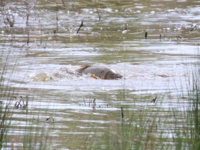 Cyprinus carpio (Common Carp) at Fyshwick, ACT - 28 Oct 2021 by RodDeb