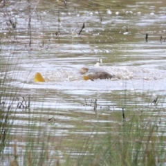 Cyprinus carpio at Fyshwick, ACT - 28 Oct 2021 12:23 PM