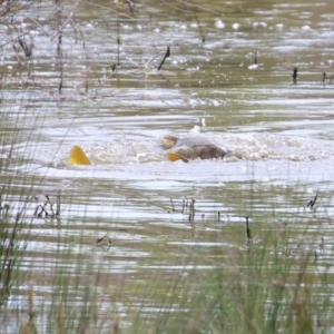 Cyprinus carpio at Fyshwick, ACT - 28 Oct 2021