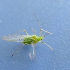 Aphididae (family) (Unidentified aphid) at Fyshwick, ACT - 28 Oct 2021 by RodDeb