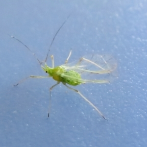 Aphididae (family) at Fyshwick, ACT - 28 Oct 2021