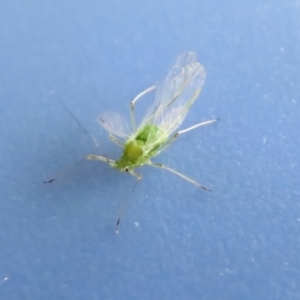 Aphididae (family) at Fyshwick, ACT - 28 Oct 2021