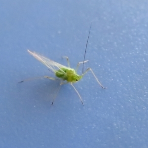 Aphididae (family) at Fyshwick, ACT - 28 Oct 2021