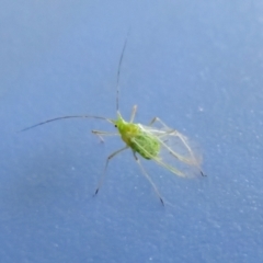 Aphididae (family) at Fyshwick, ACT - 28 Oct 2021