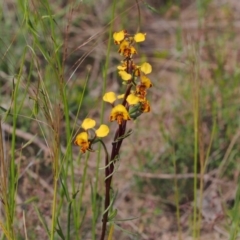 Diuris semilunulata (Late Leopard Orchid) at Tennent, ACT - 28 Oct 2021 by BarrieR