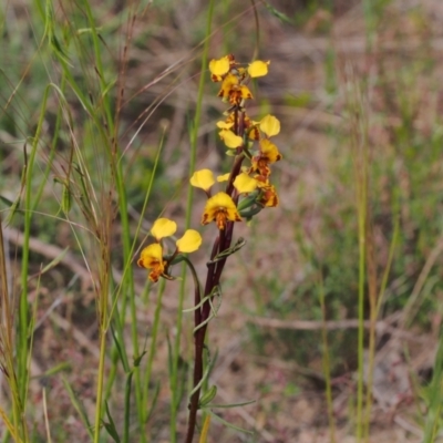 Diuris semilunulata (Late Leopard Orchid) at Tennent, ACT - 28 Oct 2021 by BarrieR