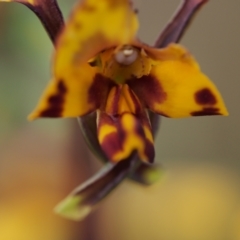 Diuris semilunulata at Tennent, ACT - 28 Oct 2021