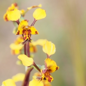 Diuris semilunulata at Tennent, ACT - 28 Oct 2021