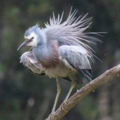 Egretta novaehollandiae (White-faced Heron) at Fyshwick, ACT - 28 Oct 2021 by RodDeb