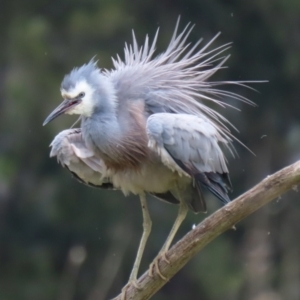 Egretta novaehollandiae at Fyshwick, ACT - 28 Oct 2021 11:47 AM