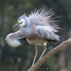 Egretta novaehollandiae at Fyshwick, ACT - 28 Oct 2021 11:47 AM