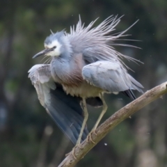 Egretta novaehollandiae at Fyshwick, ACT - 28 Oct 2021 11:47 AM