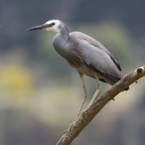 Egretta novaehollandiae at Fyshwick, ACT - 28 Oct 2021 11:47 AM