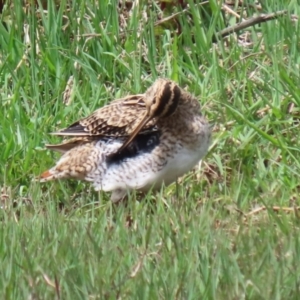 Gallinago hardwickii at Fyshwick, ACT - 28 Oct 2021