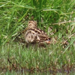 Gallinago hardwickii at Fyshwick, ACT - 28 Oct 2021