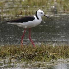 Himantopus leucocephalus (Pied Stilt) at Fyshwick, ACT - 28 Oct 2021 by RodDeb