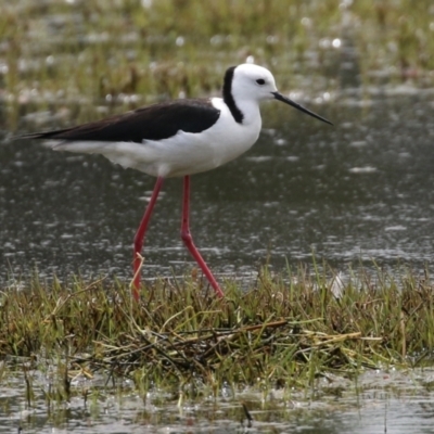 Himantopus leucocephalus (Pied Stilt) at Fyshwick, ACT - 28 Oct 2021 by RodDeb