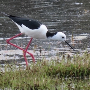 Himantopus leucocephalus at Fyshwick, ACT - 28 Oct 2021