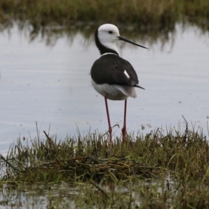 Himantopus leucocephalus at Fyshwick, ACT - 28 Oct 2021