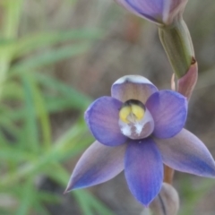 Thelymitra sp. (pauciflora complex) (Sun Orchid) at Tennent, ACT - 28 Oct 2021 by BarrieR