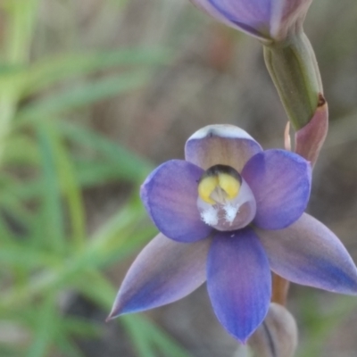 Thelymitra sp. (pauciflora complex) (Sun Orchid) at Tennent, ACT - 28 Oct 2021 by BarrieR