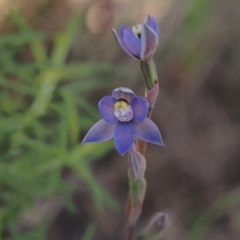 Thelymitra sp. (pauciflora complex) at Tennent, ACT - suppressed