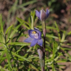 Thelymitra sp. (pauciflora complex) at Tennent, ACT - 28 Oct 2021