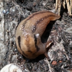 Ambigolimax sp. (valentius and waterstoni) (Striped Field Slug) at Kambah, ACT - 5 Oct 2021 by HarveyPerkins