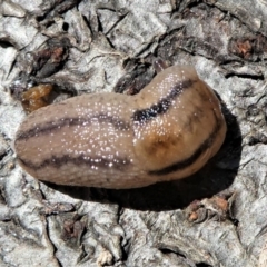 Ambigolimax sp. (valentius and waterstoni) at Kambah, ACT - 5 Oct 2021 01:44 PM