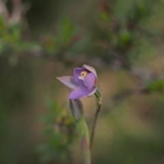 Thelymitra pauciflora (Slender Sun Orchid) at Tennent, ACT - 28 Oct 2021 by BarrieR