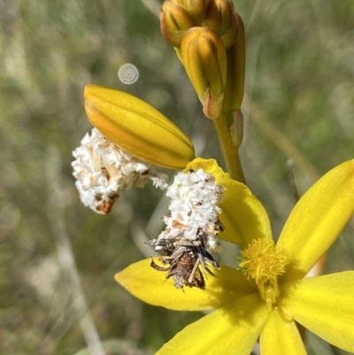 Heliocosma (genus - immature) (A tortrix or leafroller moth) at Kambah, ACT - 23 Oct 2021 by AJB